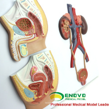 UROLOGY10 (12437) Abschnitt Anatomisches humanes urinäres System Medizinisches weibliches männliches Modell